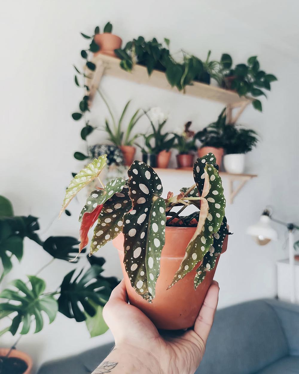 Vasos de terracotta com plantas