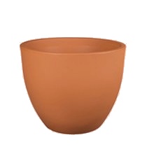 Vaso Tulipa